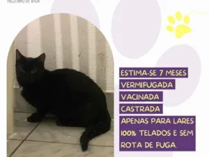 Gato raça SRD-ViraLata idade 7 a 11 meses nome Pimenta 