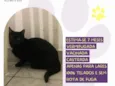 Pimenta