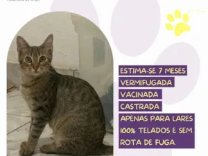 Gato raça SRD-ViraLata idade 7 a 11 meses nome Hortelã 
