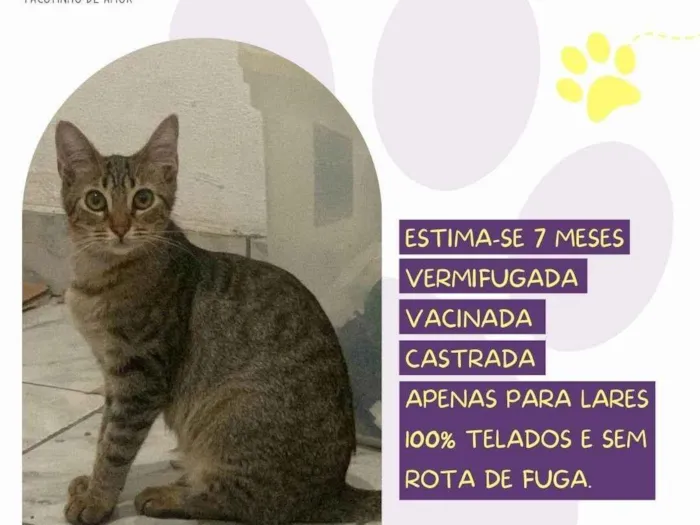 Gato ra a SRD-ViraLata idade 7 a 11 meses nome Hortelã 
