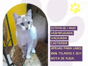 Gato raça SRD-ViraLata idade 1 ano nome Tofu