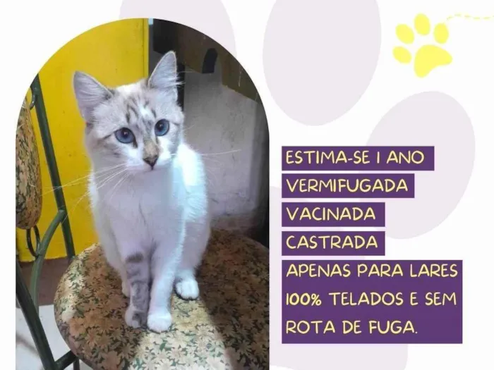 Gato ra a SRD-ViraLata idade 1 ano nome Tofu