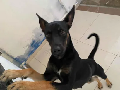 Cachorro raça SRD-ViraLata idade 7 a 11 meses nome Meg 