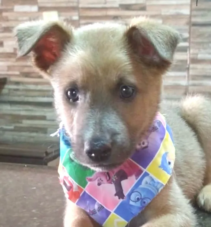Cachorro ra a Norfolk Terrier idade 2 a 6 meses nome Bob 