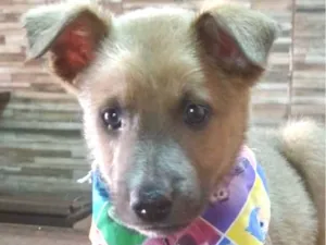 Cachorro raça Norfolk Terrier idade 2 a 6 meses nome Bob 