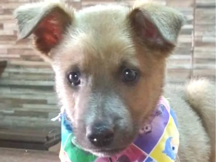 Cachorro ra a Norfolk Terrier idade 2 a 6 meses nome Bob 