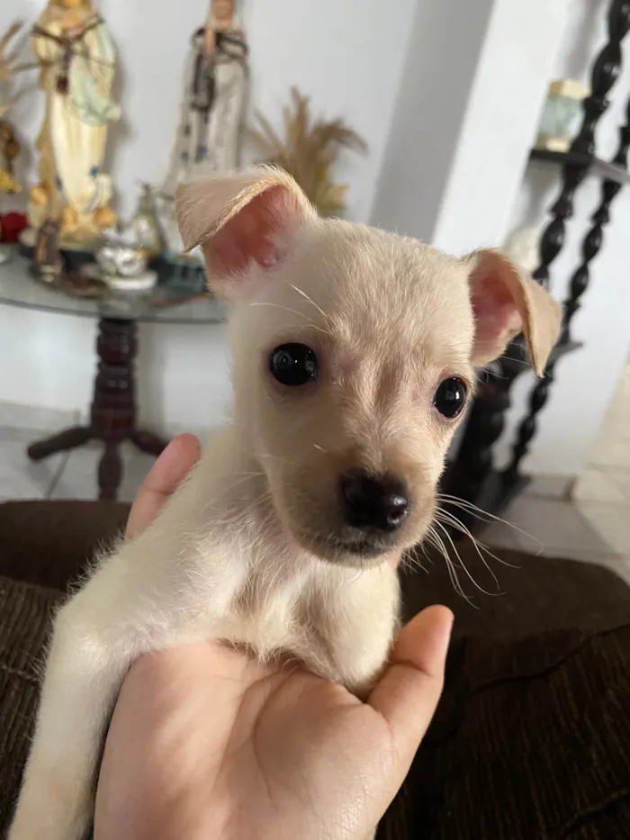 Cachorro ra a SRD-ViraLata idade 2 a 6 meses nome 2 fêmeas e 3 machos