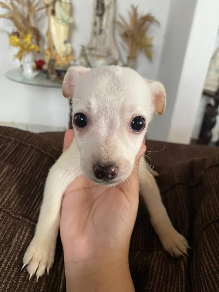 Cachorro ra a SRD-ViraLata idade 2 a 6 meses nome 2 fêmeas e 3 machos