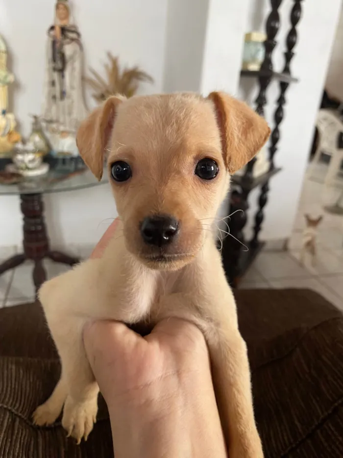 Cachorro ra a SRD-ViraLata idade 2 a 6 meses nome 2 fêmeas e 3 machos