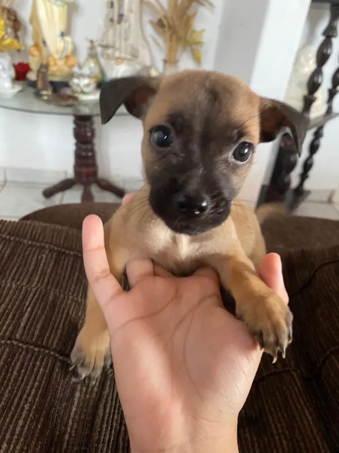Cachorro ra a SRD-ViraLata idade 2 a 6 meses nome 2 fêmeas e 3 machos