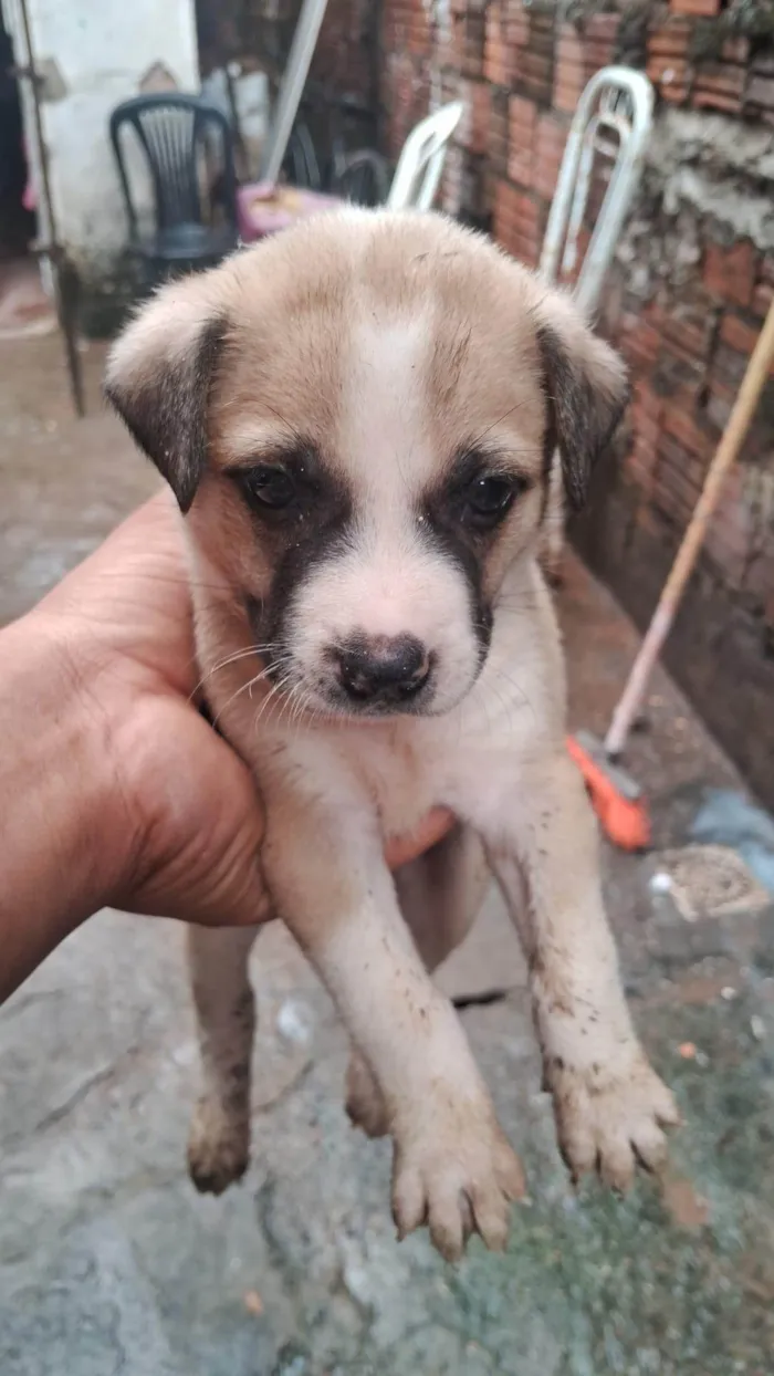 Cachorro ra a SRD-ViraLata idade Abaixo de 2 meses nome CARLOS HENRIQUE DA SILVA NASCIMENTO
