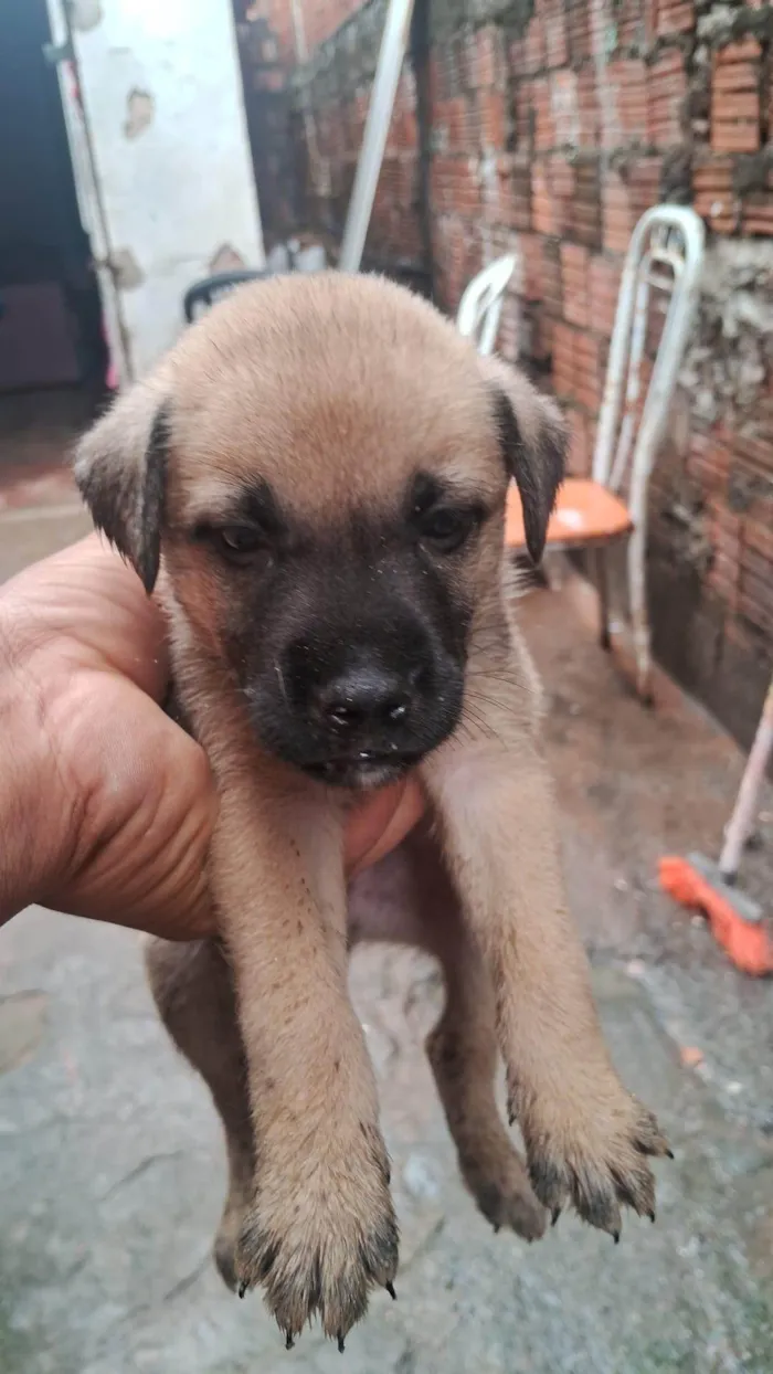 Cachorro ra a SRD-ViraLata idade Abaixo de 2 meses nome CARLOS HENRIQUE DA SILVA NASCIMENTO