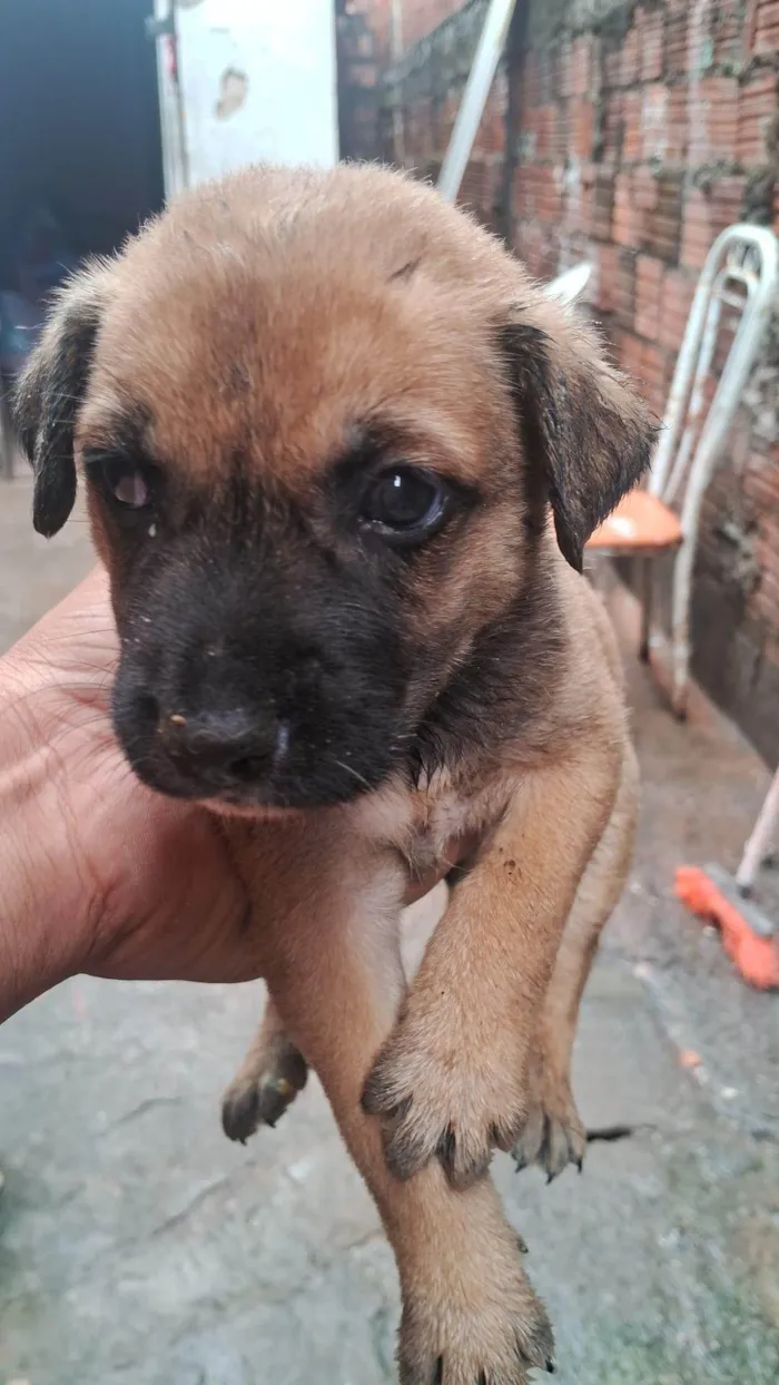 Cachorro ra a SRD-ViraLata idade Abaixo de 2 meses nome CARLOS HENRIQUE DA SILVA NASCIMENTO