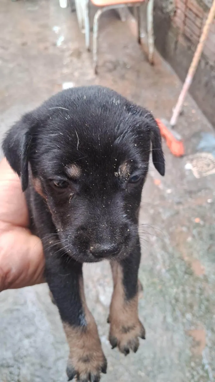 Cachorro ra a SRD-ViraLata idade Abaixo de 2 meses nome CARLOS HENRIQUE DA SILVA NASCIMENTO
