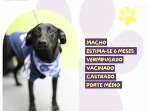 Cachorro raça SRD-ViraLata idade 7 a 11 meses nome Rex