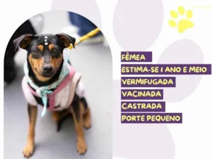 Cachorro raça SRD-ViraLata idade 1 ano nome Preta