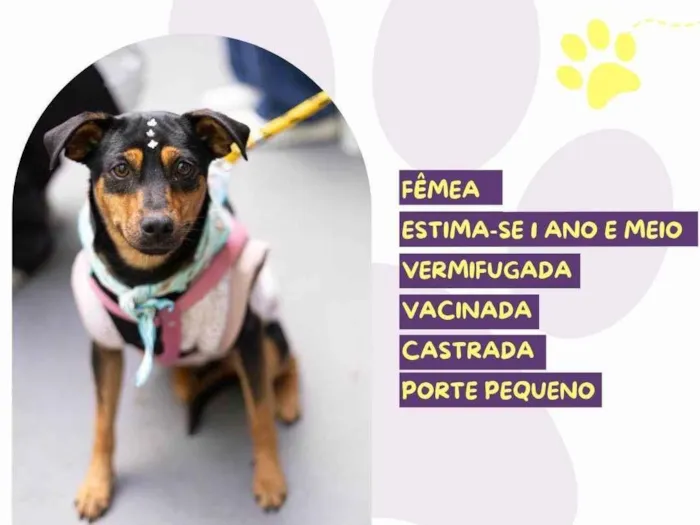 Cachorro ra a SRD-ViraLata idade 1 ano nome Preta