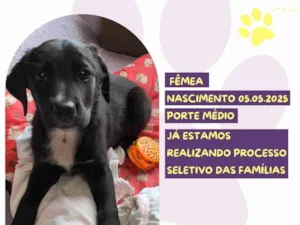 Cachorro raça SRD-ViraLata idade Abaixo de 2 meses nome Rosa Negra