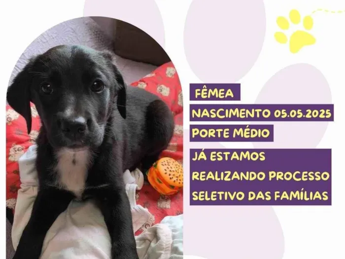 Cachorro ra a SRD-ViraLata idade Abaixo de 2 meses nome Rosa Negra
