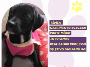 Cachorro raça SRD-ViraLata idade Abaixo de 2 meses nome Calla Negra