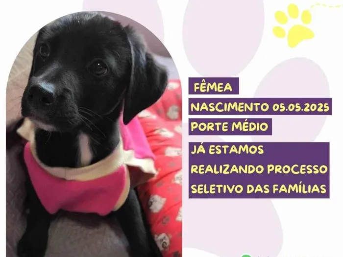 Cachorro ra a SRD-ViraLata idade Abaixo de 2 meses nome Calla Negra