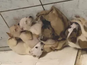 Cachorro raça SRD-ViraLata idade 2 a 6 meses nome 2 fêmeas e 3 machos
