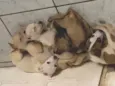 2 fêmeas e 3 machos