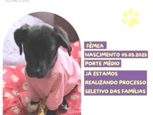 Cachorro raça SRD-ViraLata idade Abaixo de 2 meses nome Petunia Negra