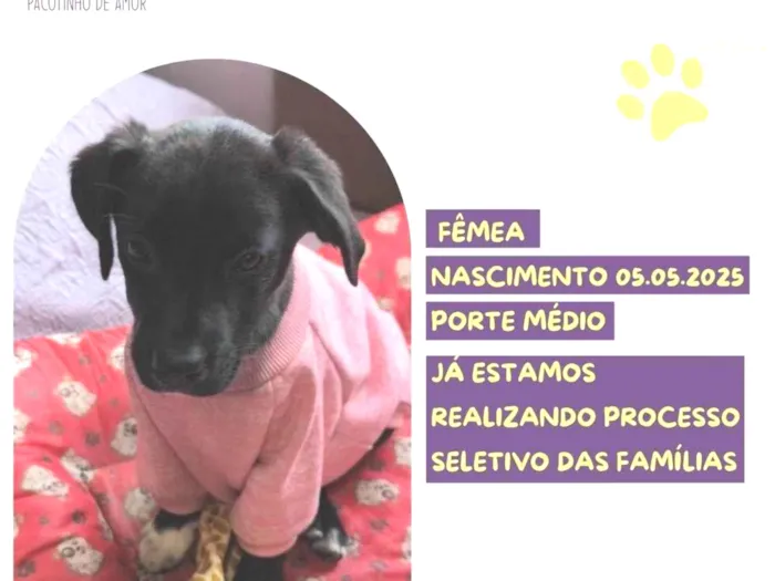 Cachorro ra a SRD-ViraLata idade Abaixo de 2 meses nome Petunia Negra