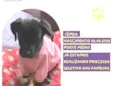 Petunia Negra