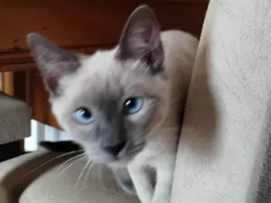 Gato raça Siamês idade 2 a 6 meses nome Mendy