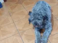 Beethoven 