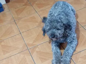 Cachorro raça SRD-ViraLata idade 1 ano nome Beethoven 