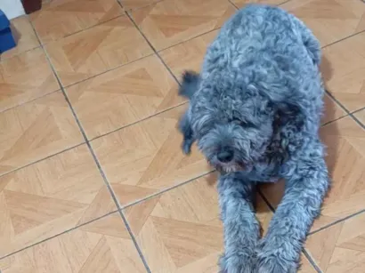 Cachorro raça SRD-ViraLata idade 1 ano nome Beethoven 