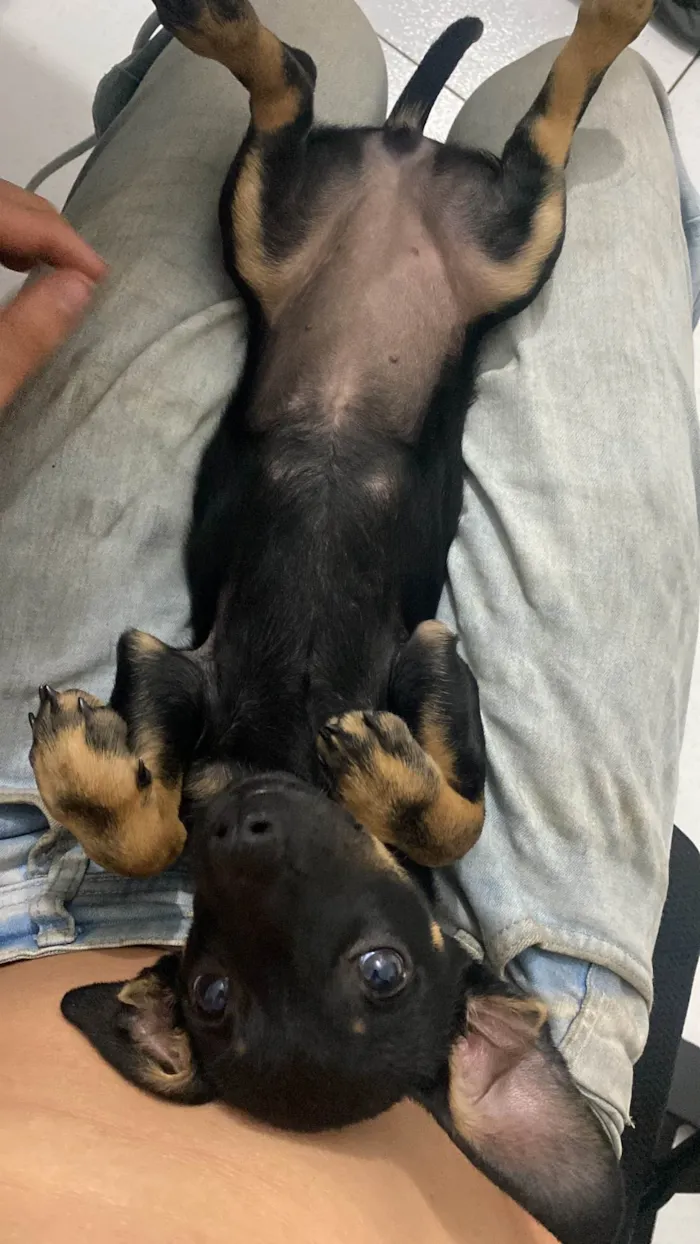 Cachorro ra a SRD-ViraLata idade 2 a 6 meses nome Kiara
