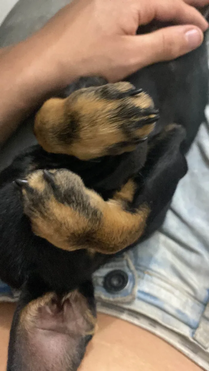 Cachorro ra a SRD-ViraLata idade 2 a 6 meses nome Kiara
