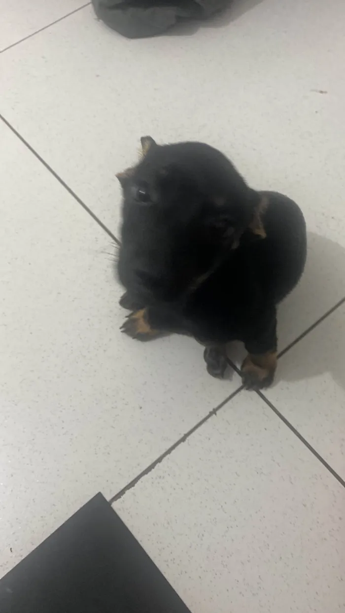 Cachorro ra a SRD-ViraLata idade 2 a 6 meses nome Kiara