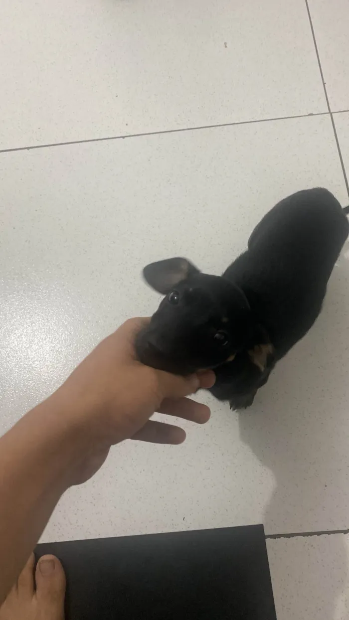 Cachorro ra a SRD-ViraLata idade 2 a 6 meses nome Kiara