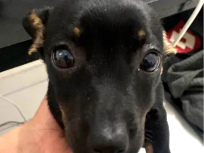 Cachorro raça SRD-ViraLata idade 2 a 6 meses nome Kiara