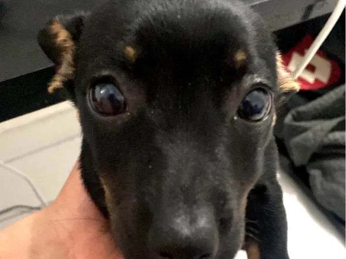 Cachorro ra a SRD-ViraLata idade 2 a 6 meses nome Kiara