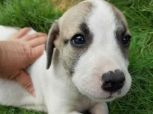 Cachorro raça SRD-ViraLata idade 2 a 6 meses nome EMILIA CLARKE