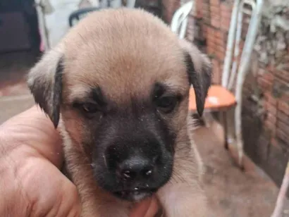 Cachorro raça SRD-ViraLata idade Abaixo de 2 meses nome CARLOS HENRIQUE DA SILVA NASCIMENTO