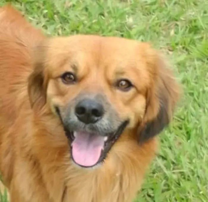 Cachorro ra a Pequinês idade 7 a 11 meses nome Royce 