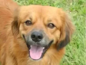 Cachorro raça Pequinês idade 7 a 11 meses nome Royce 