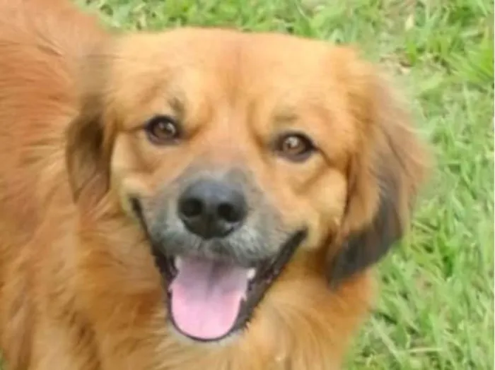 Cachorro ra a Pequinês idade 7 a 11 meses nome Royce 