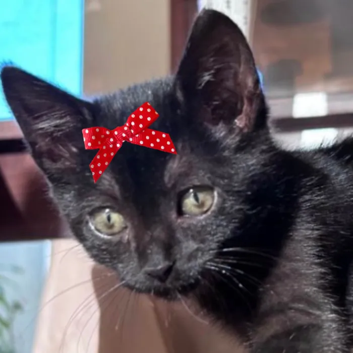 Gato ra a SRD-ViraLata idade Abaixo de 2 meses nome Rubi 