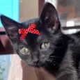 Rubi