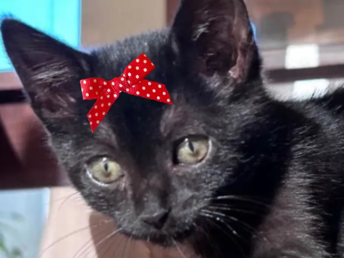Gato ra a SRD-ViraLata idade Abaixo de 2 meses nome Rubi 