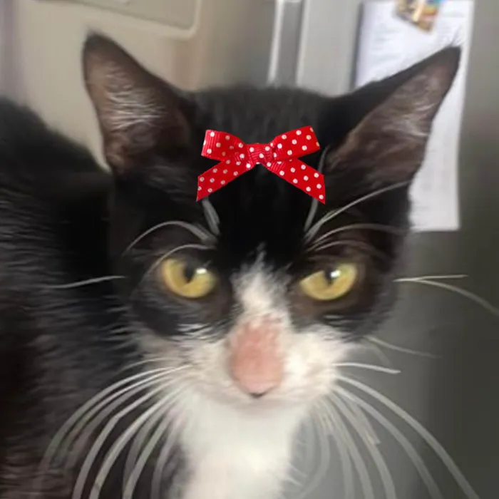 Gato ra a SRD-ViraLata idade 2 a 6 meses nome Mina 