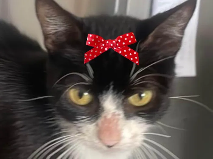 Gato ra a SRD-ViraLata idade 2 a 6 meses nome Mina 